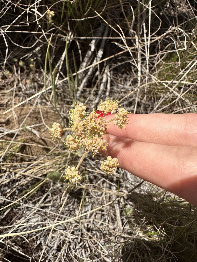 Cusick's Biscuitroot photo 2