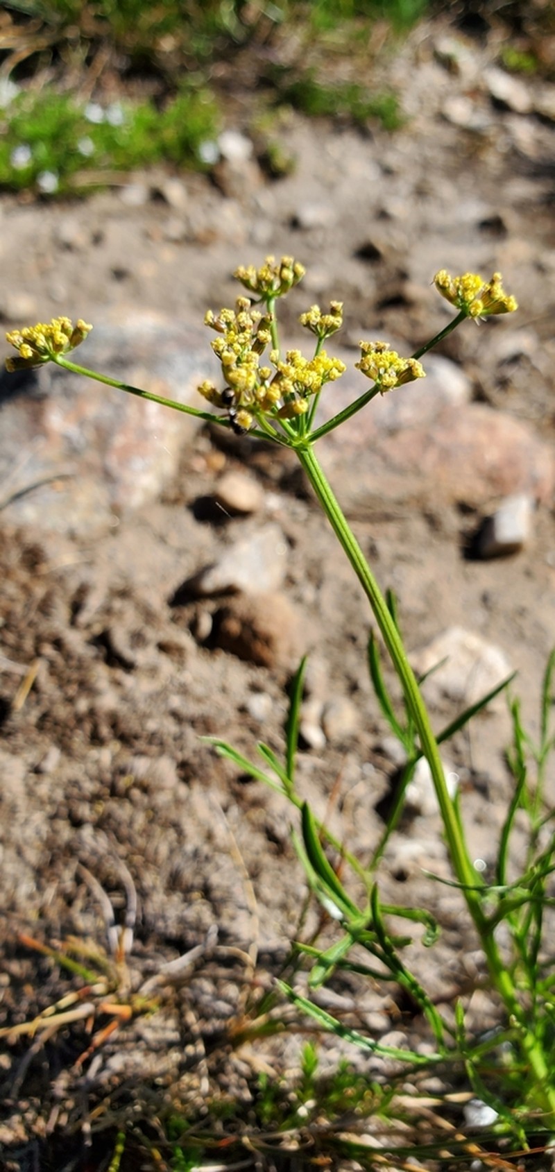 Cusick's Biscuitroot photo 3