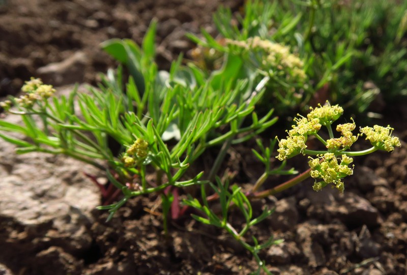 Cusick's Biscuitroot photo 5