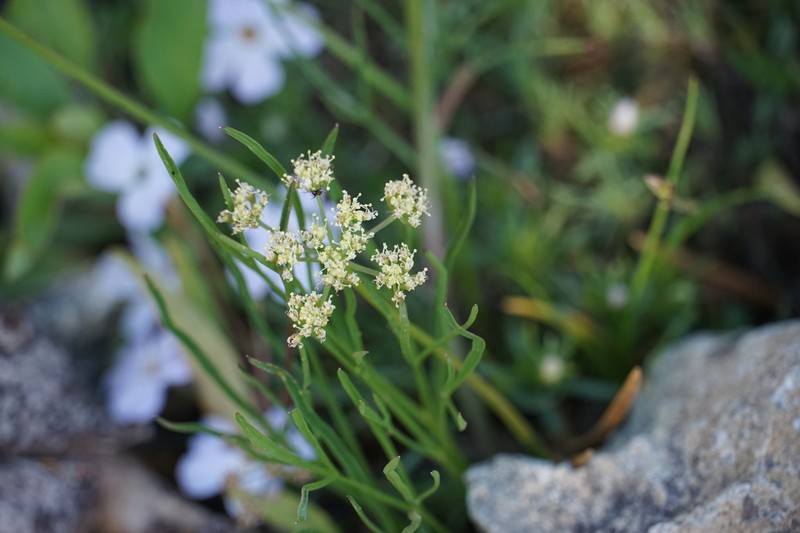 Cusick's Biscuitroot photo 6