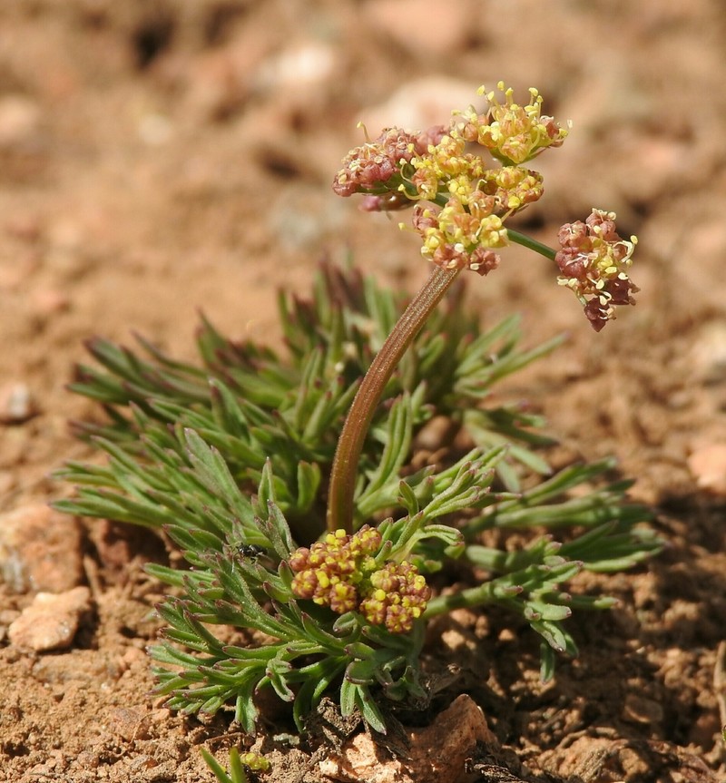 Cusick's Biscuitroot photo 7