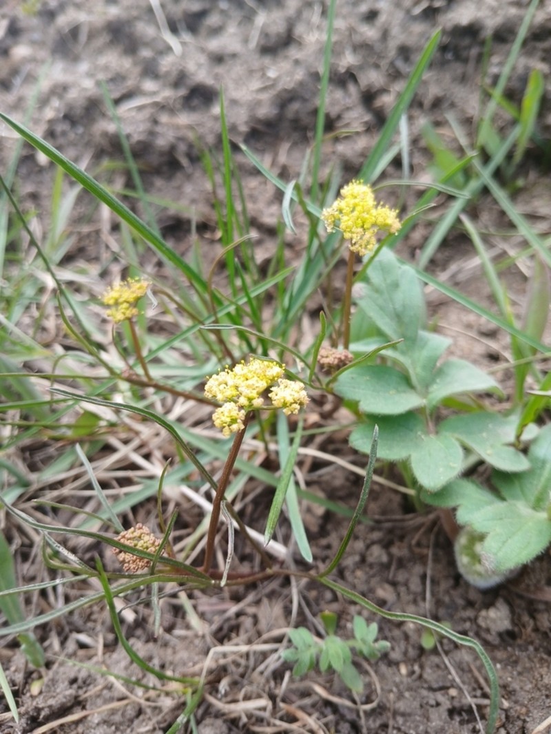 Cusick's Biscuitroot photo 8