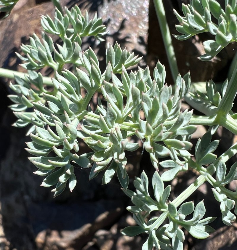 Wenatchee Desertparsley photo 2