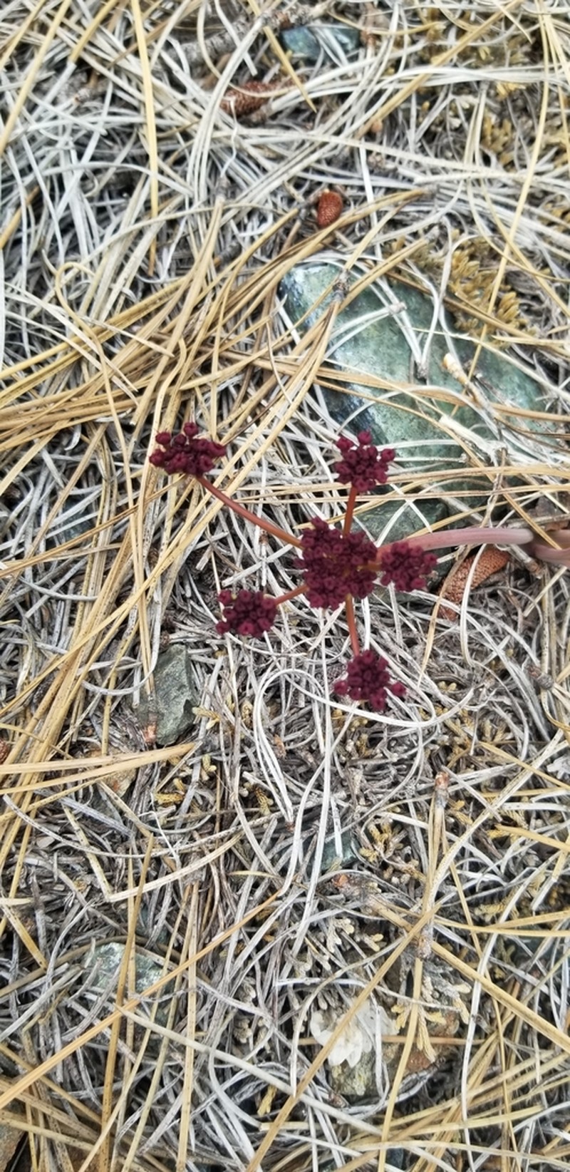 Wenatchee Desertparsley photo 3