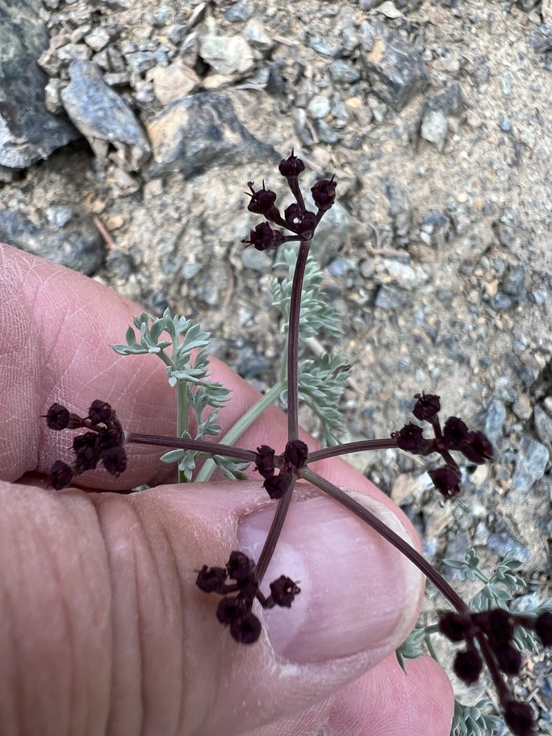 Wenatchee Desertparsley photo 4