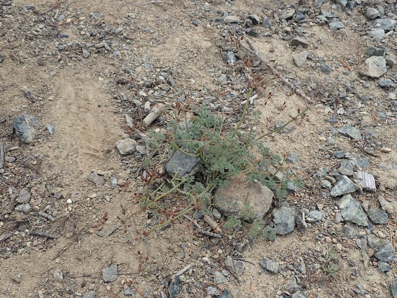 Wenatchee Desertparsley photo 5