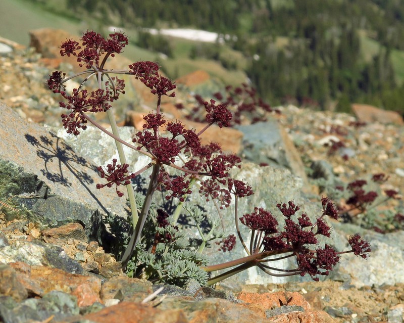 Wenatchee Desertparsley photo 6