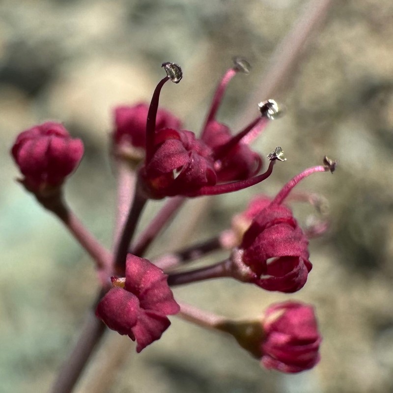 Wenatchee Desertparsley photo 7