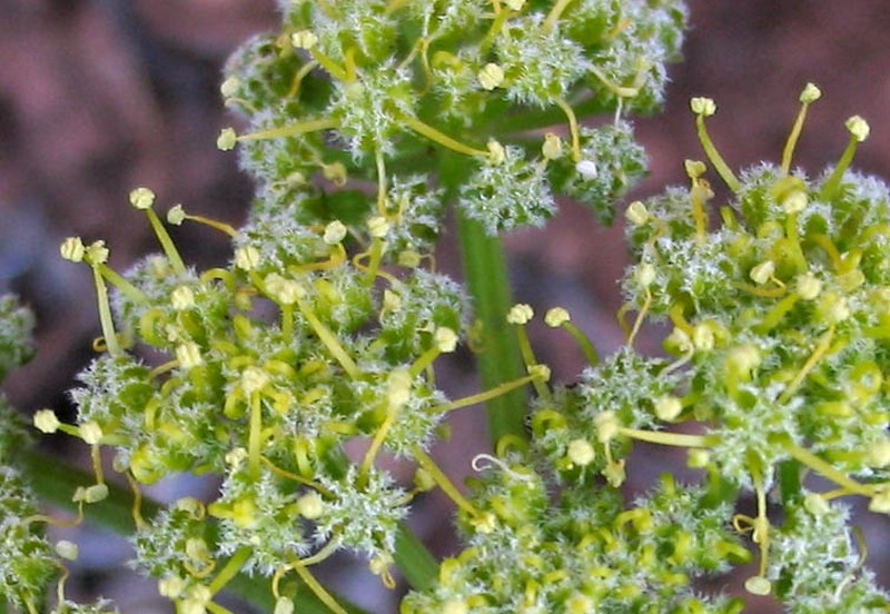 Woollyfruit Desertparsley