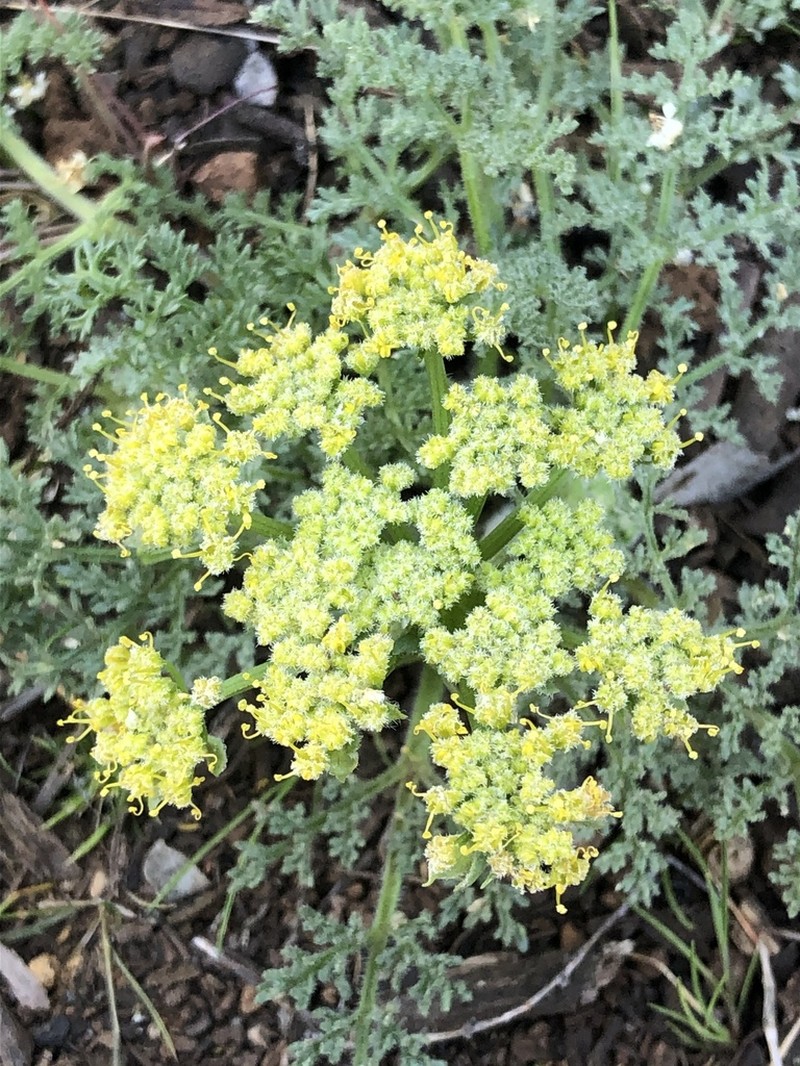 Woollyfruit Desertparsley photo 2