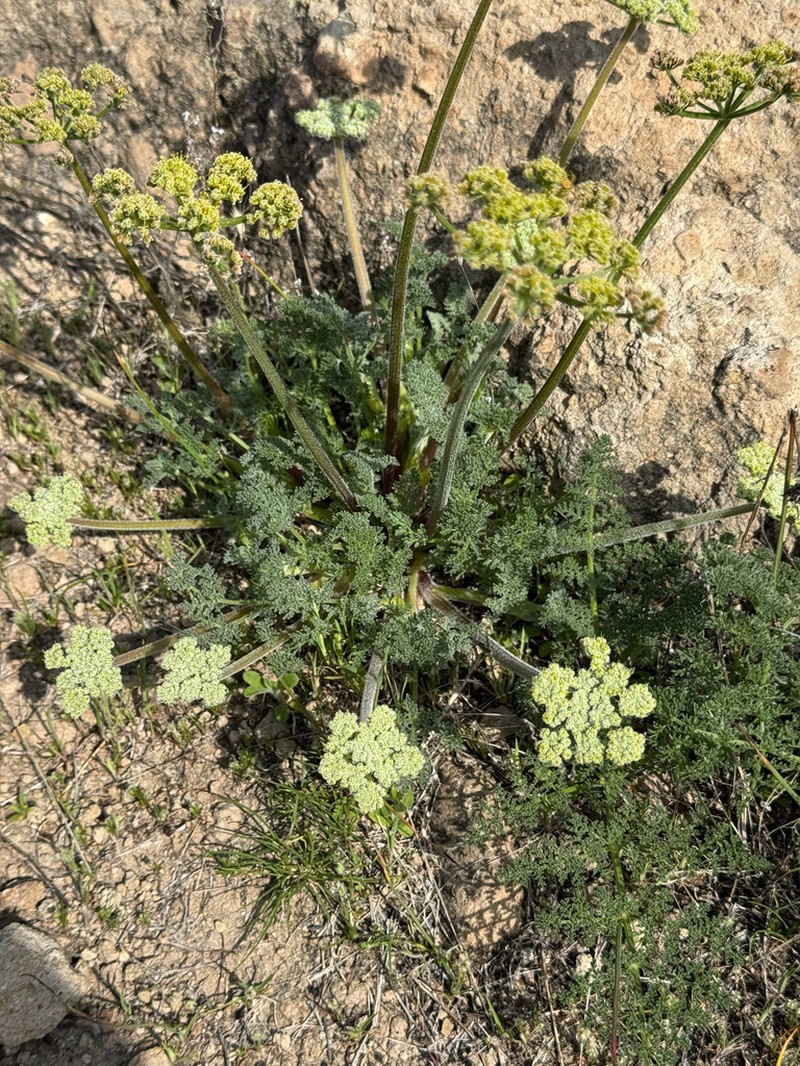 Woollyfruit Desertparsley photo 3