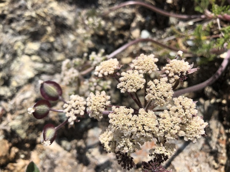 Woollyfruit Desertparsley photo 4