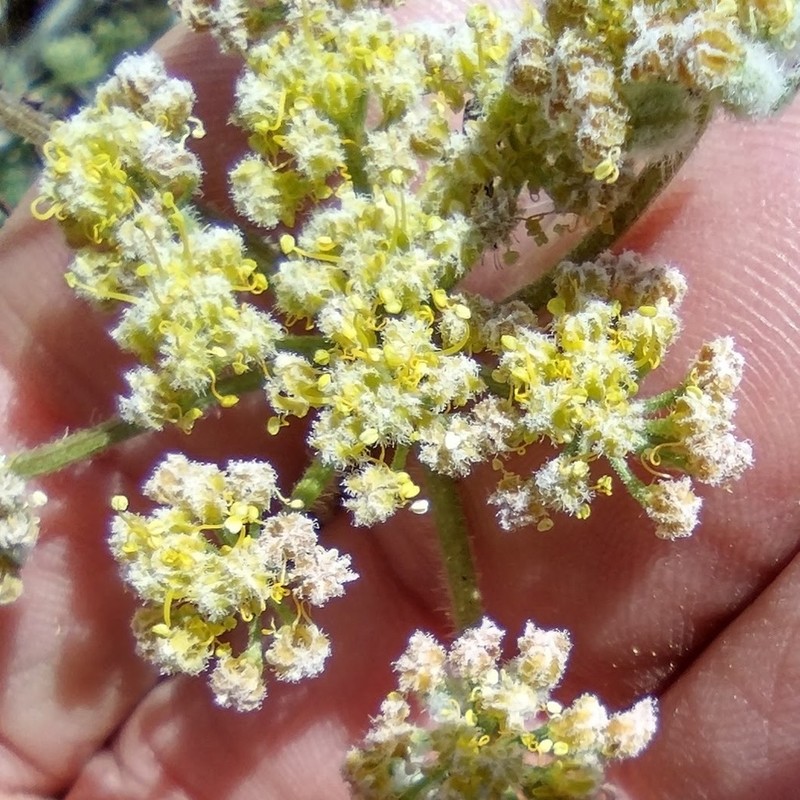 Woollyfruit Desertparsley photo 5