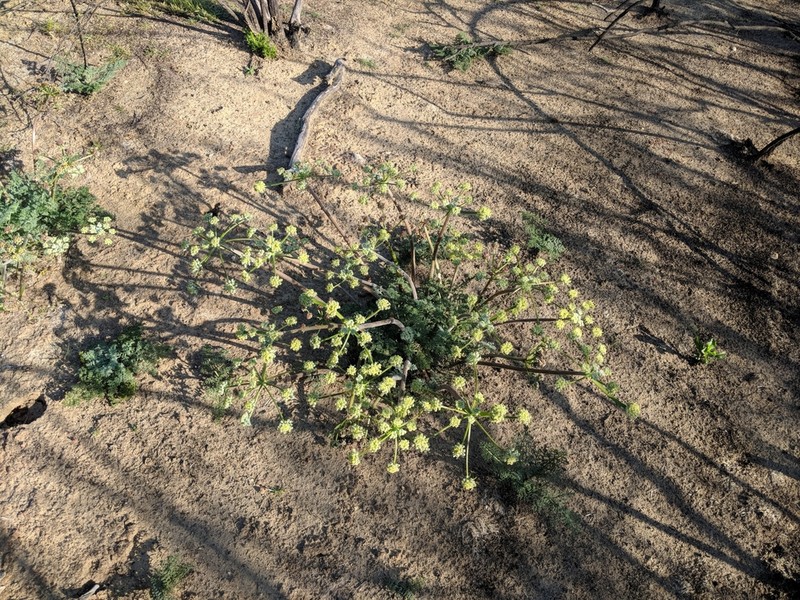 Woollyfruit Desertparsley photo 6