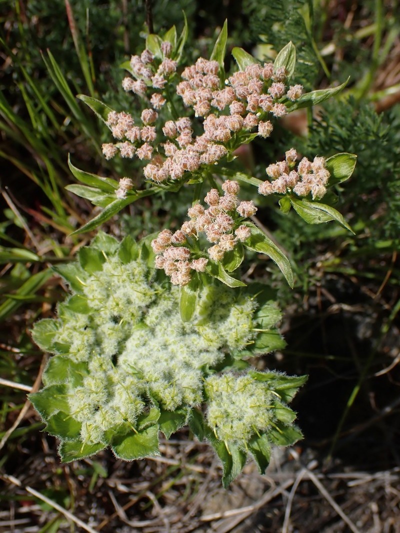 Woollyfruit Desertparsley photo 7
