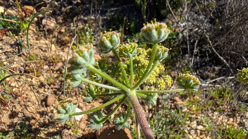 Lomatium dasycarpum subsp. dasycarpum