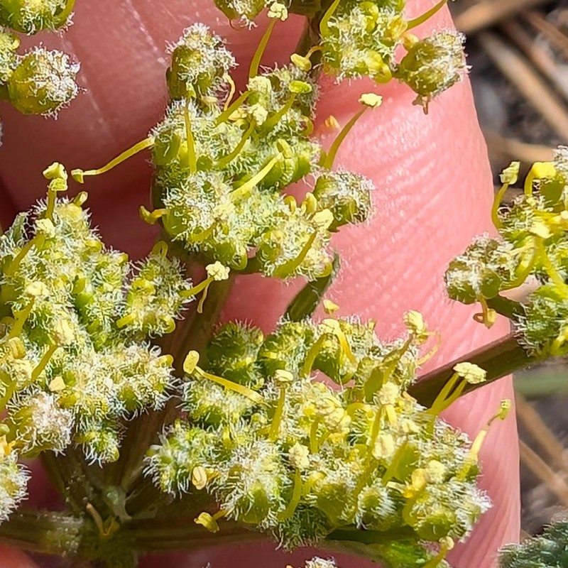 Lomatium dasycarpum subsp. dasycarpum photo 2