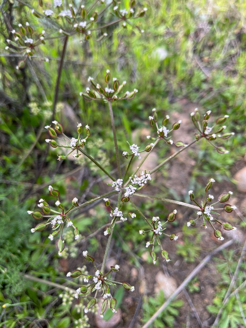 Lomatium dasycarpum subsp. dasycarpum photo 3