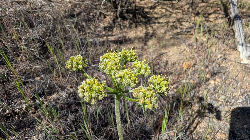 Lomatium dasycarpum subsp. dasycarpum photo 4