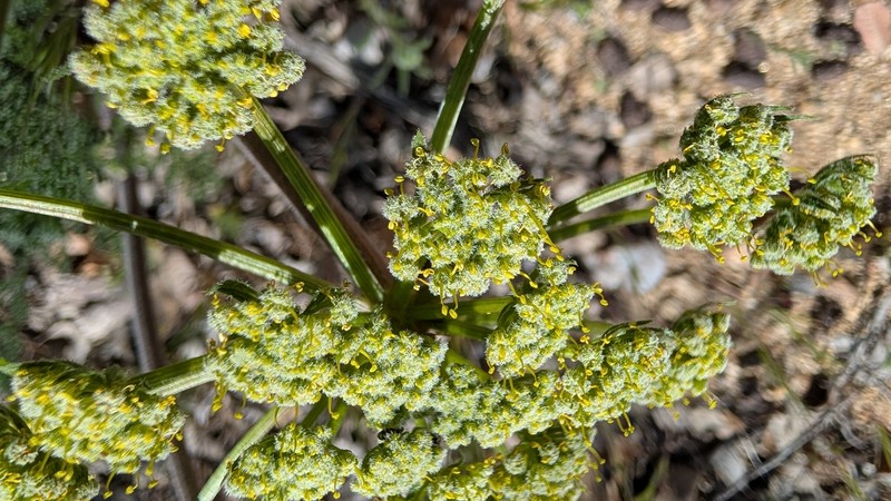 Lomatium dasycarpum subsp. dasycarpum photo 5