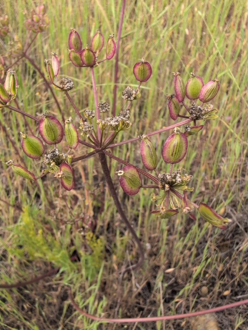 Lomatium dasycarpum subsp. dasycarpum photo 6