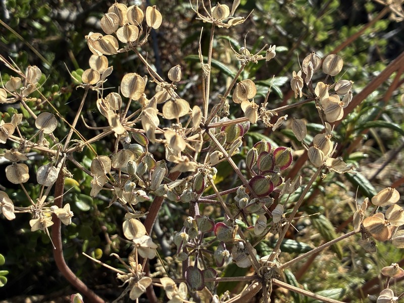 Lomatium dasycarpum subsp. dasycarpum photo 7
