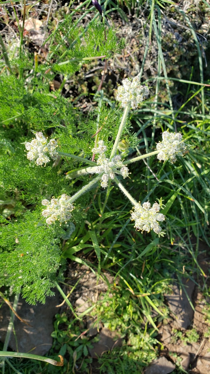 Lomatium dasycarpum subsp. tomentosum
