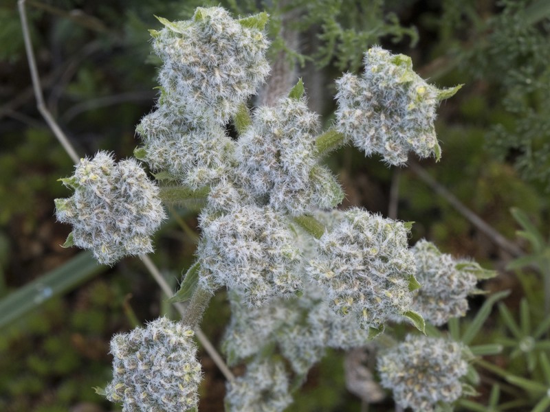 Lomatium dasycarpum subsp. tomentosum photo 2