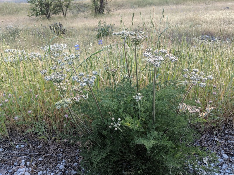 Lomatium dasycarpum subsp. tomentosum photo 3