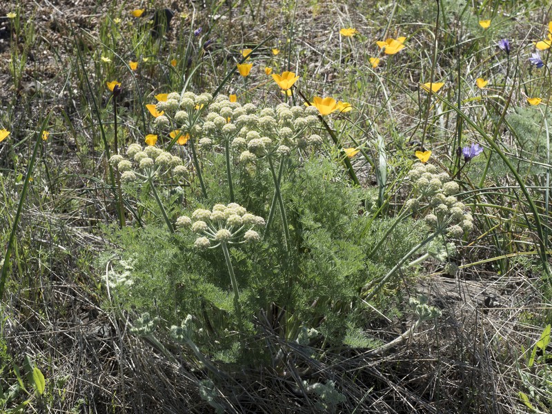 Lomatium dasycarpum subsp. tomentosum photo 4
