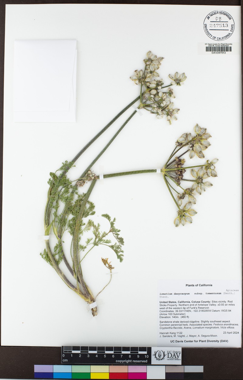 Lomatium dasycarpum subsp. tomentosum photo 5