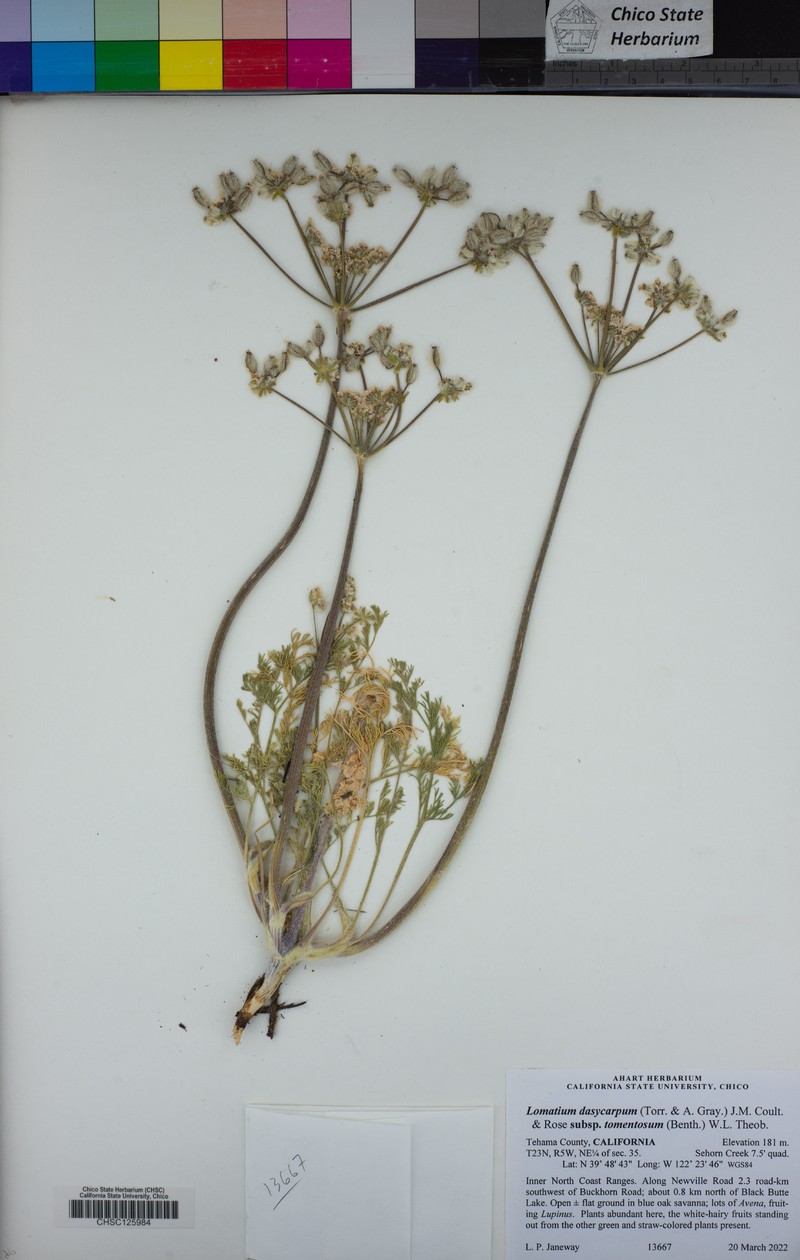 Lomatium dasycarpum subsp. tomentosum photo 6