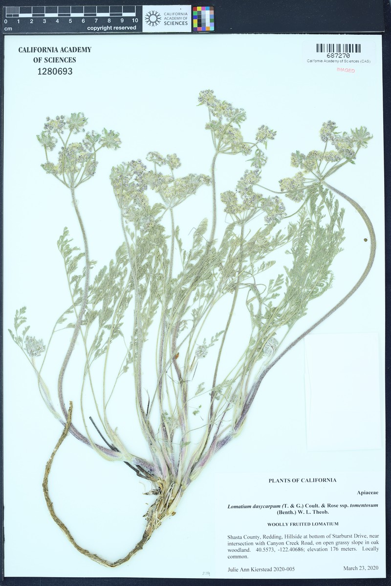 Lomatium dasycarpum subsp. tomentosum photo 7