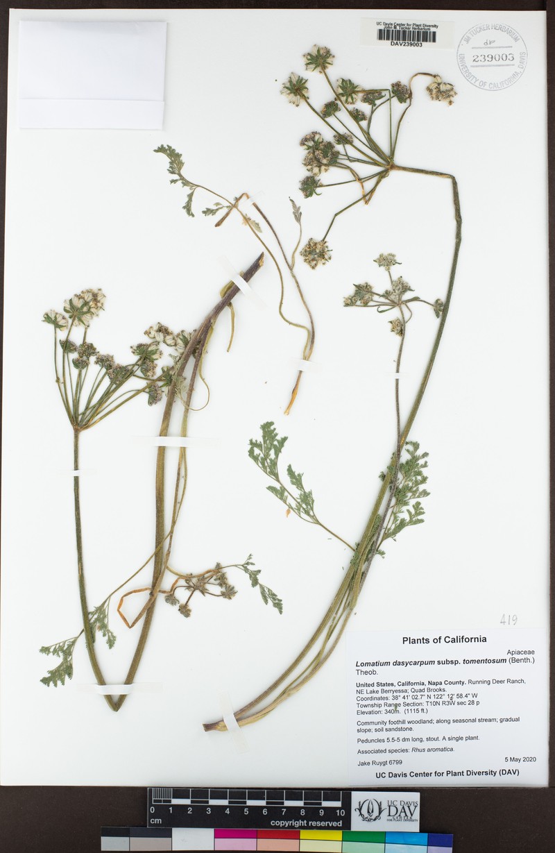 Lomatium dasycarpum subsp. tomentosum photo 8