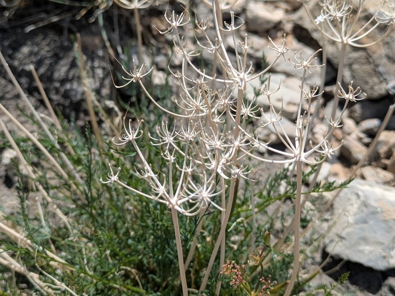 Lomatium depauperatum
