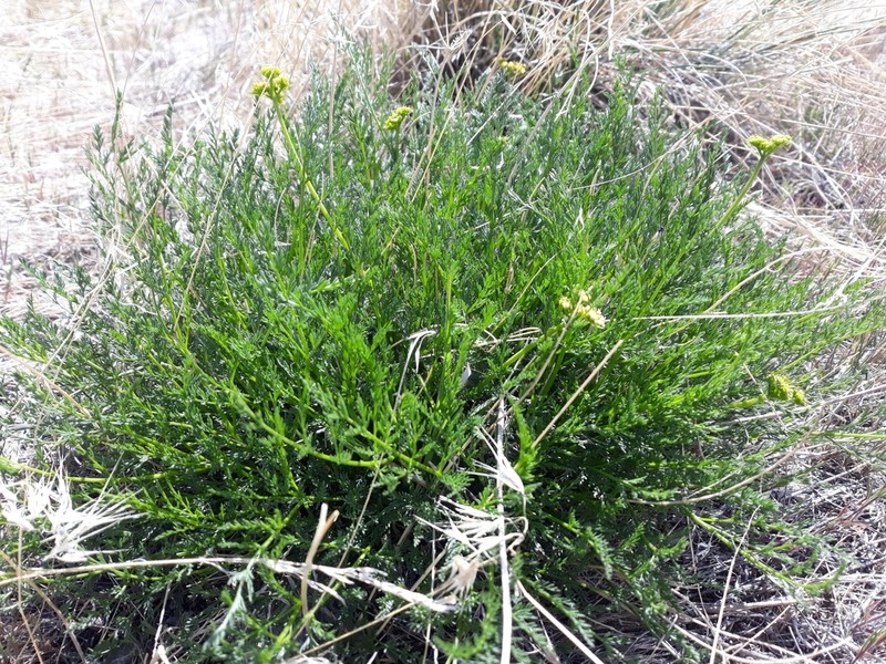 Lomatium depauperatum photo 2
