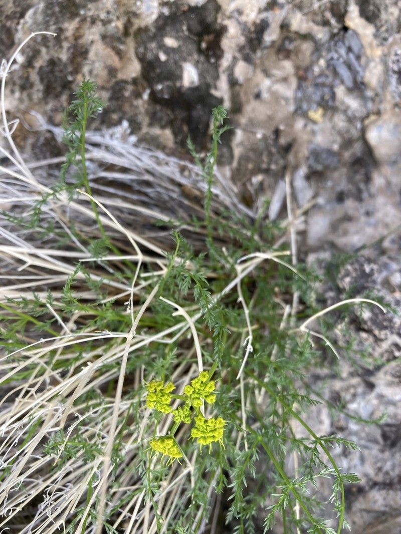 Lomatium depauperatum photo 3