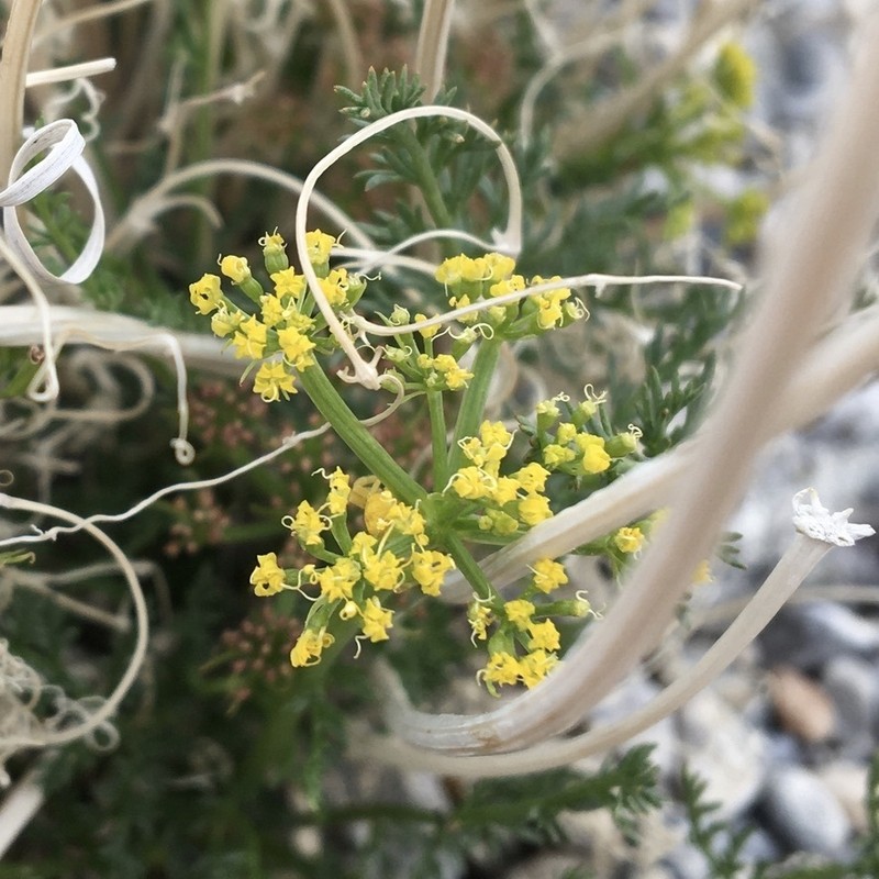 Lomatium depauperatum photo 4