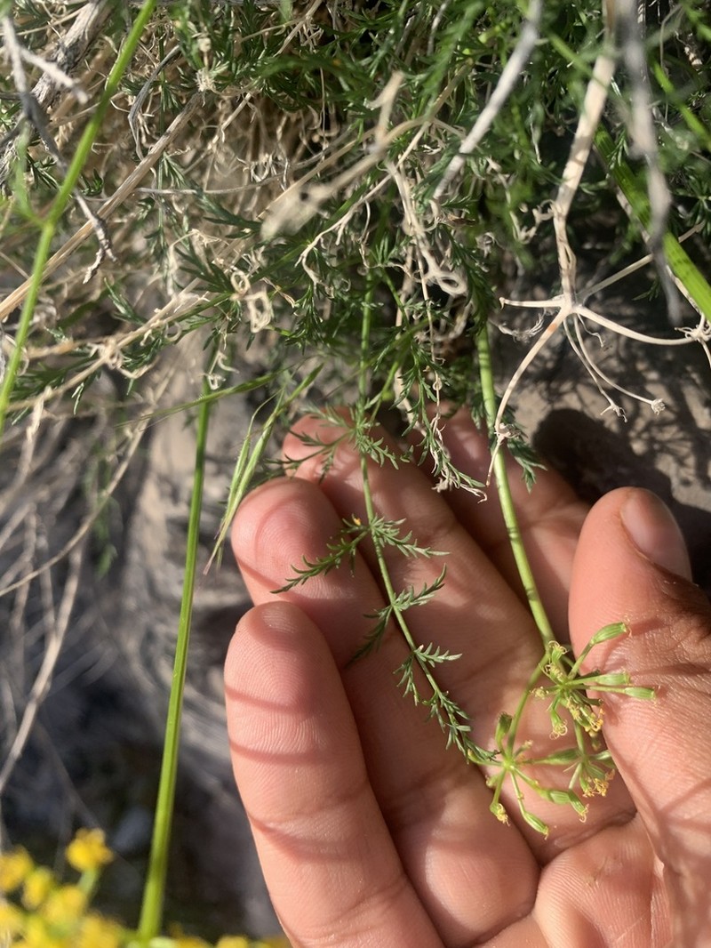 Lomatium depauperatum photo 5