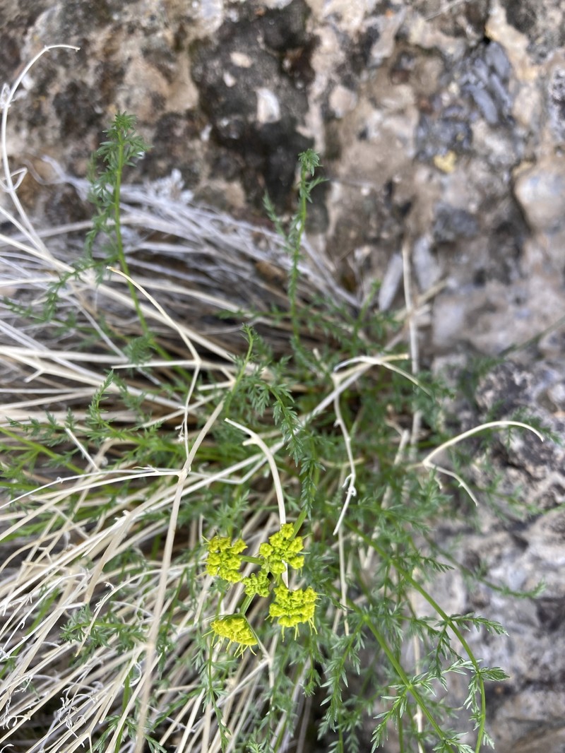Lomatium depauperatum photo 6