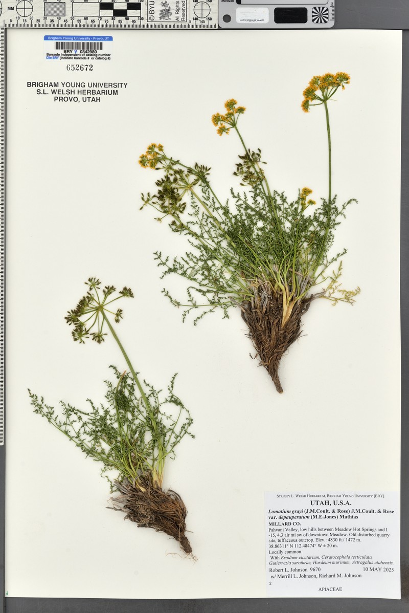 Lomatium depauperatum photo 8