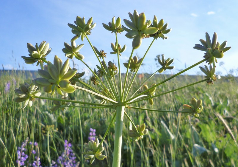 Fernleaf Biscuitroot photo 2
