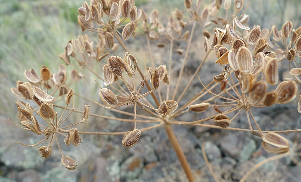 Fernleaf Biscuitroot photo 4
