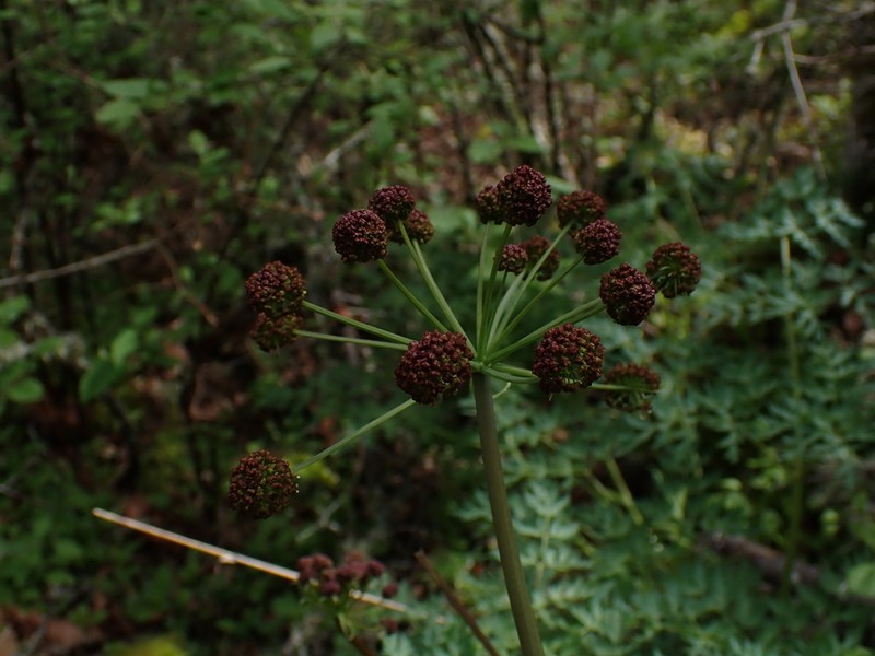 Fernleaf Biscuitroot photo 4