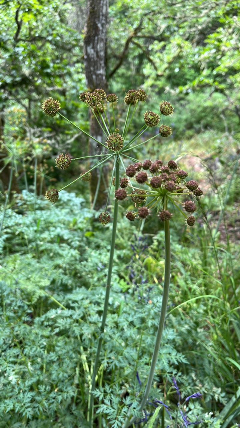 Fernleaf Biscuitroot photo 5