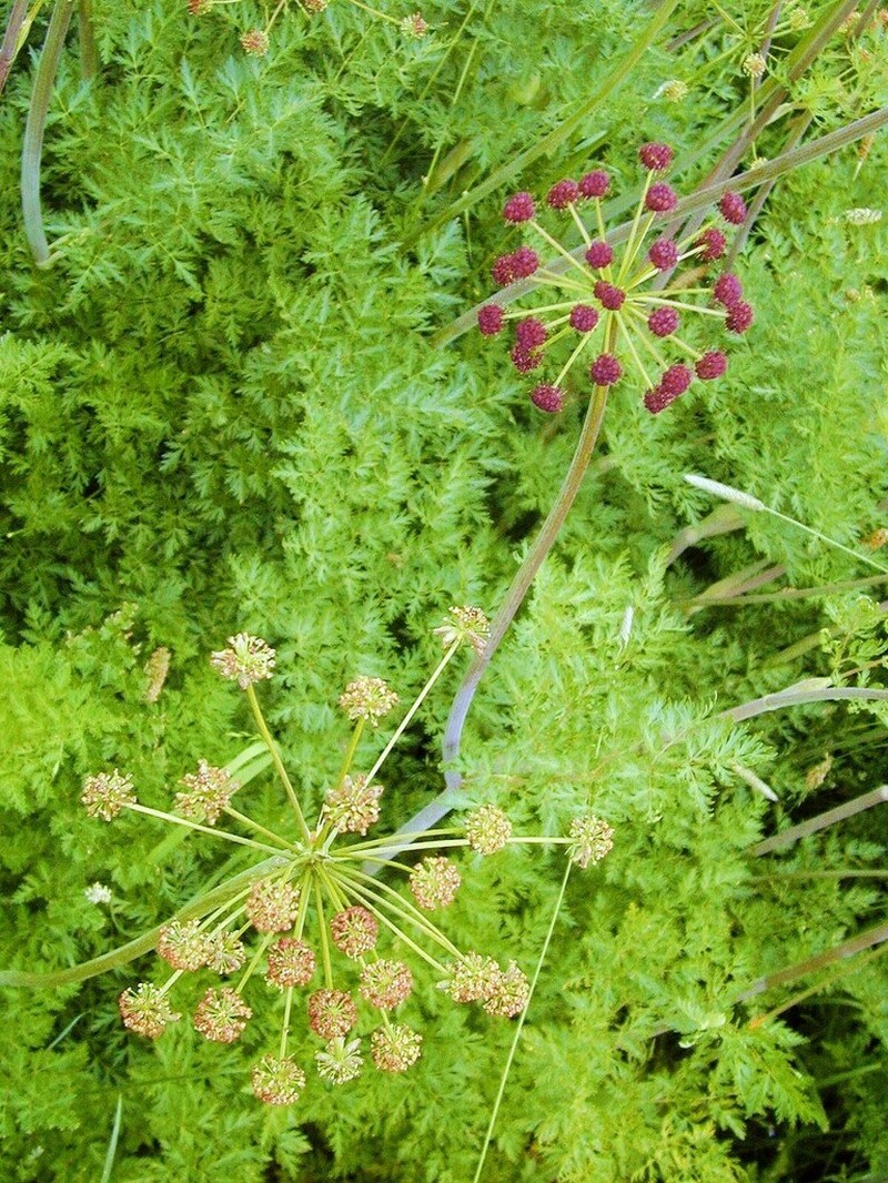 Fernleaf Biscuitroot photo 6