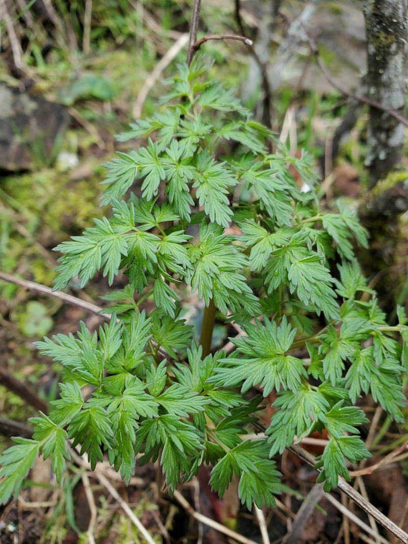 Fernleaf Biscuitroot photo 7