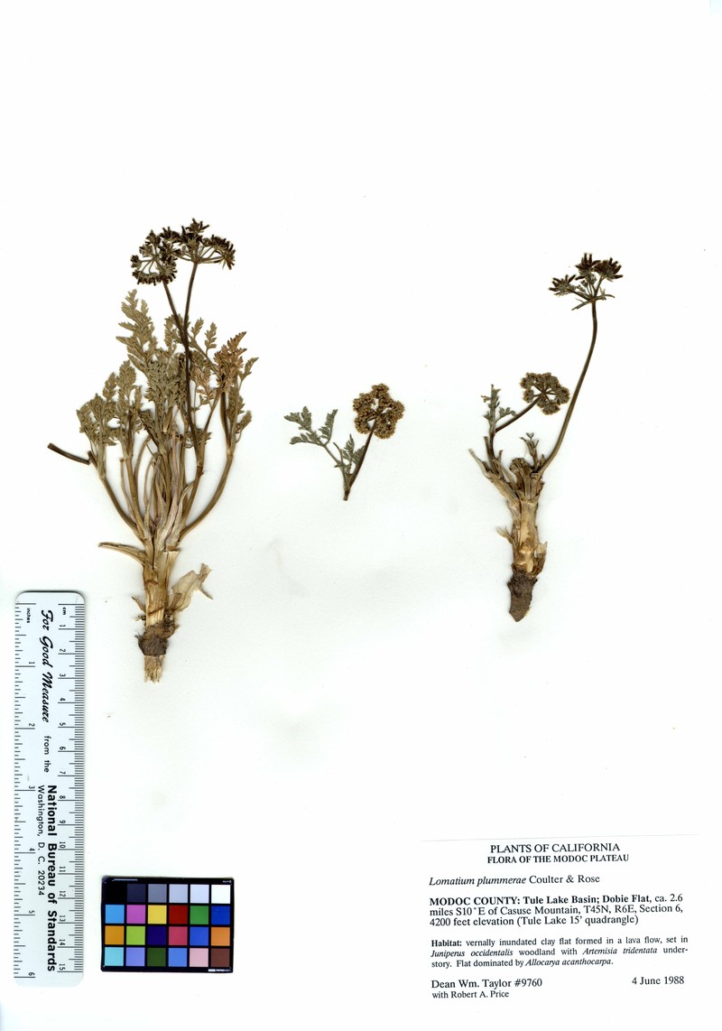 Donnell's Biscuitroot photo 3