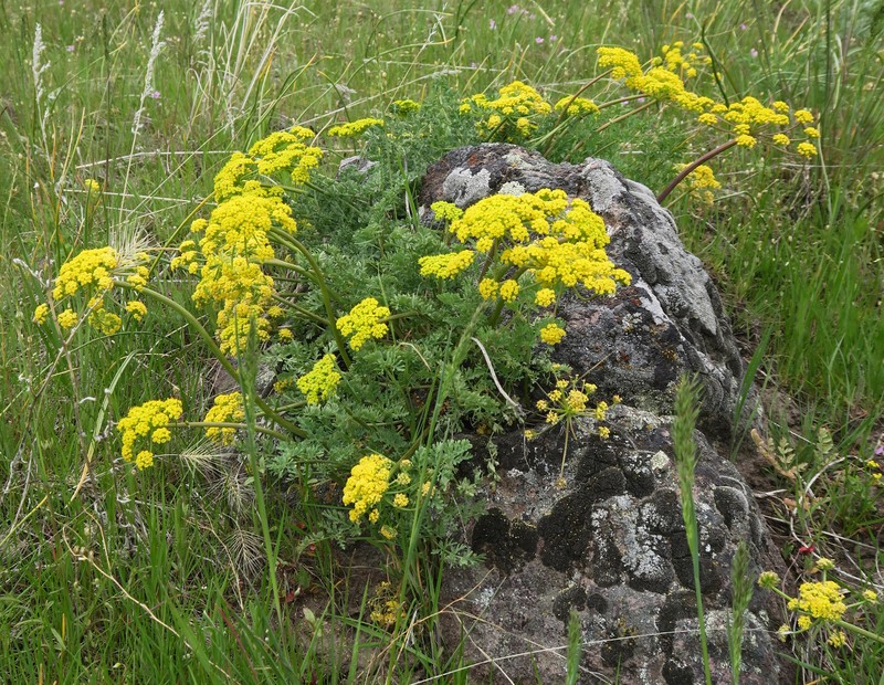 Donnell's Biscuitroot