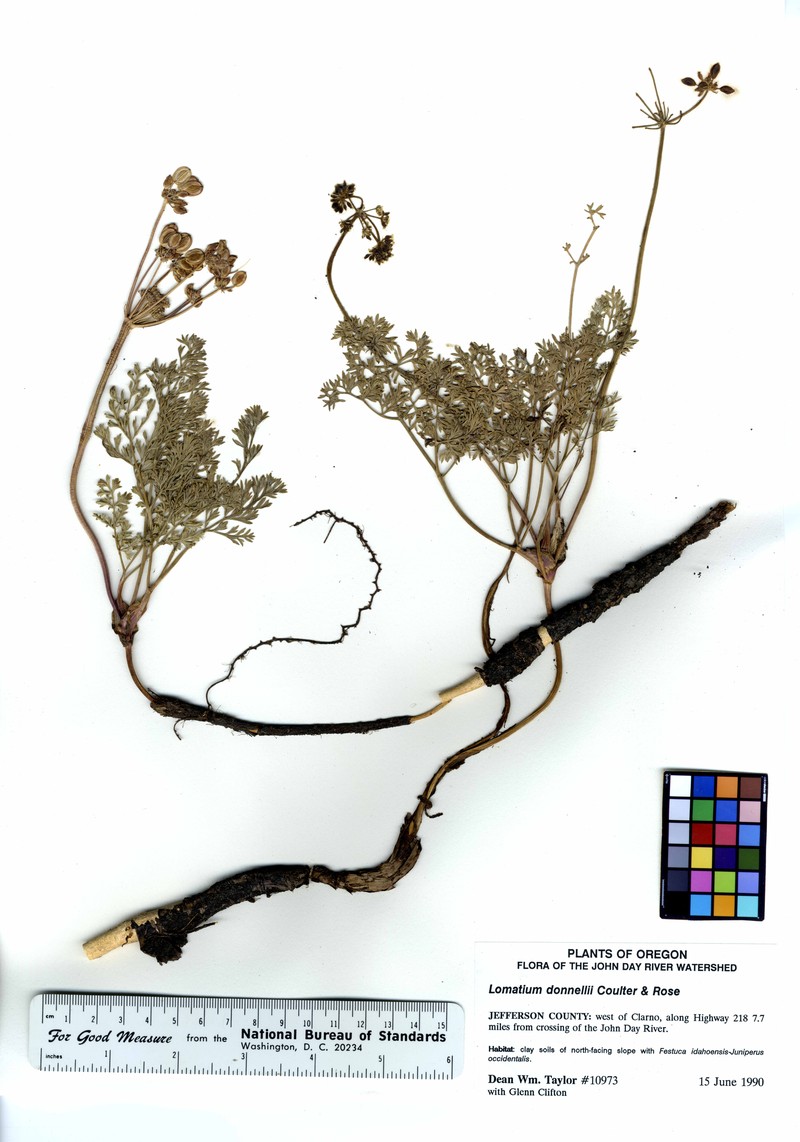 Donnell's Biscuitroot photo 2